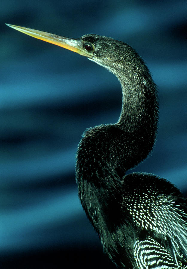 Anhinga Photograph - American Anhinga by William Ervin/science Photo Library