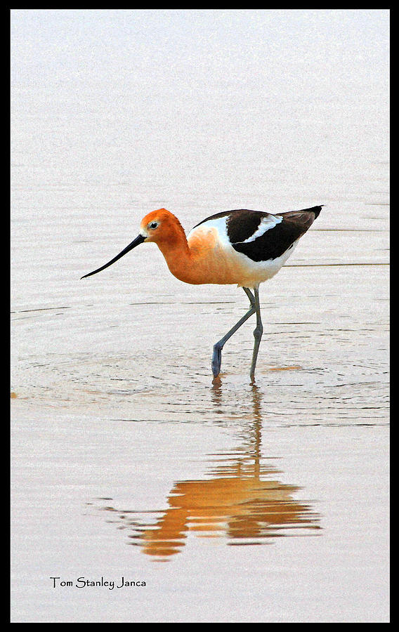 American Avocet At The GRP Photograph by Tom Janca