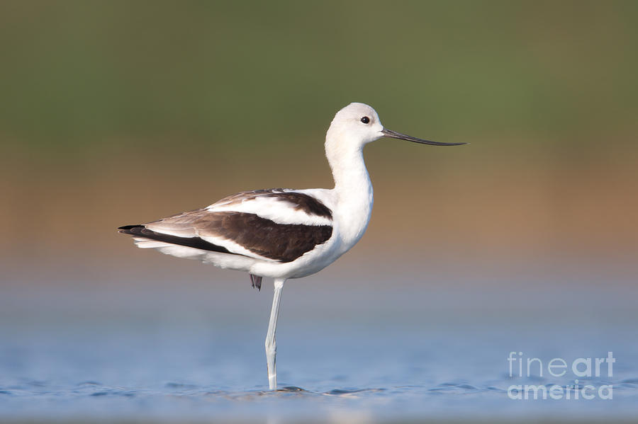 American Avocet IV Photograph by Clarence Holmes
