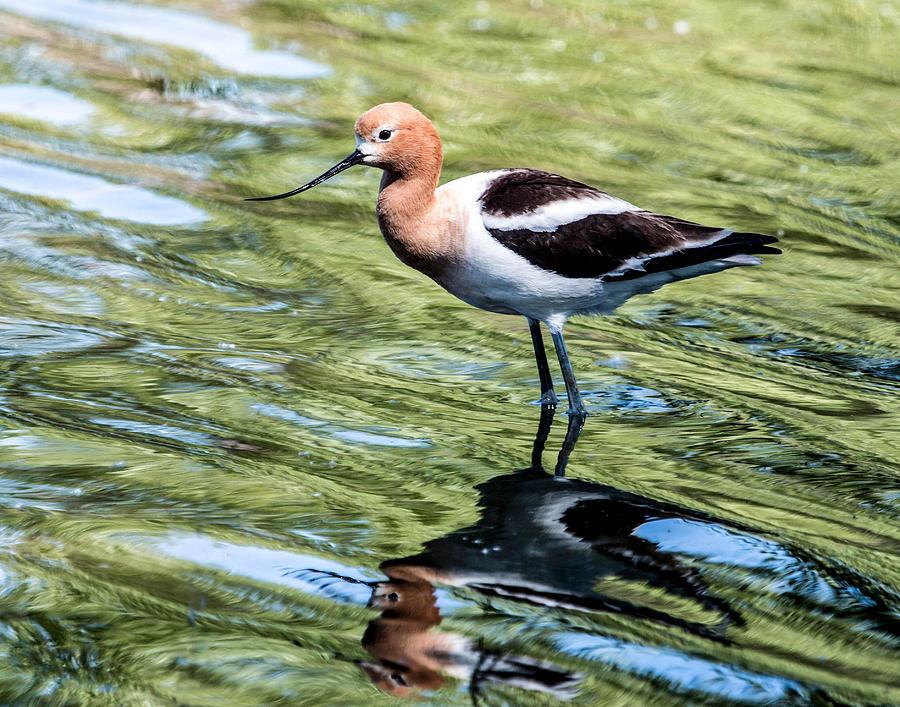 American Avocet Reflects Photograph by Dawn Key