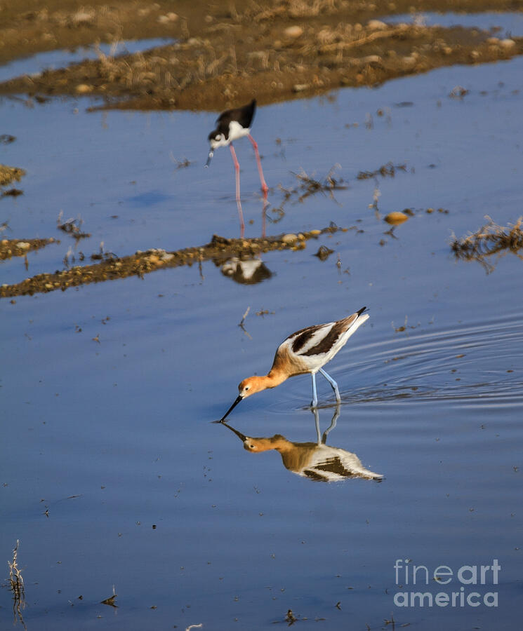 Wildlife Photograph - American Avocet Searching For Food by Robert Bales