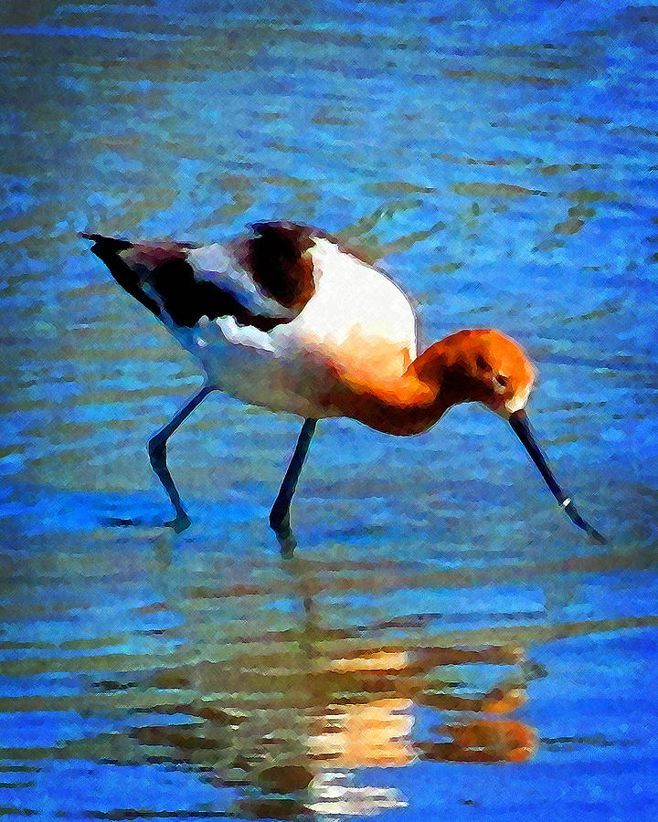 American Avocet Photograph by Timothy Bulone