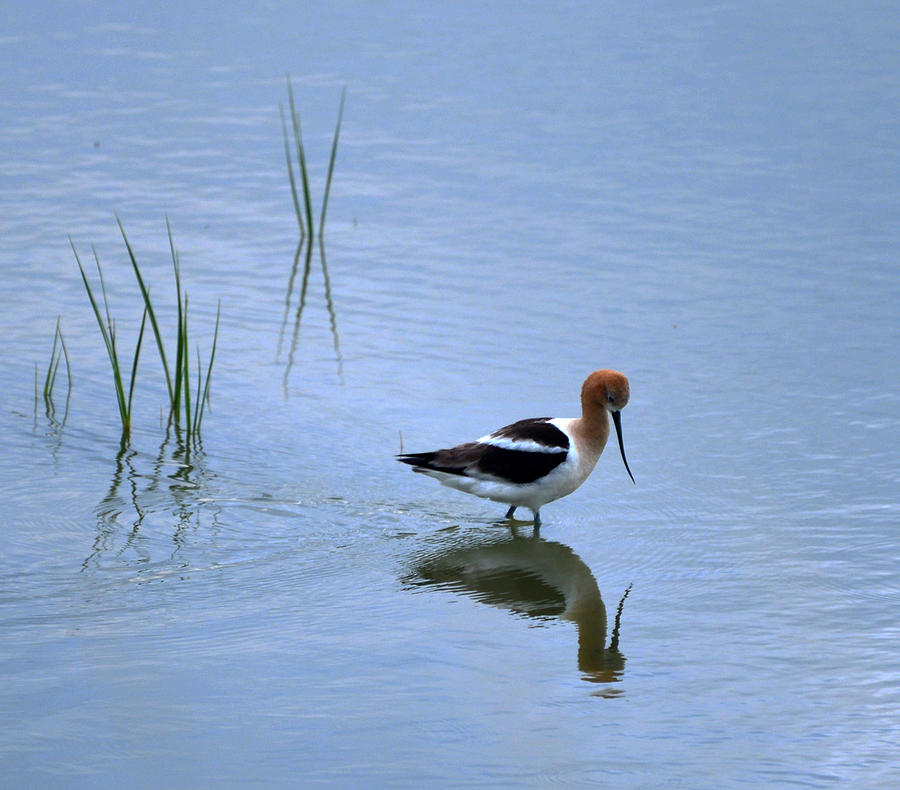 American Avocet Photograph by Whispering Peaks Photography - Fine Art ...