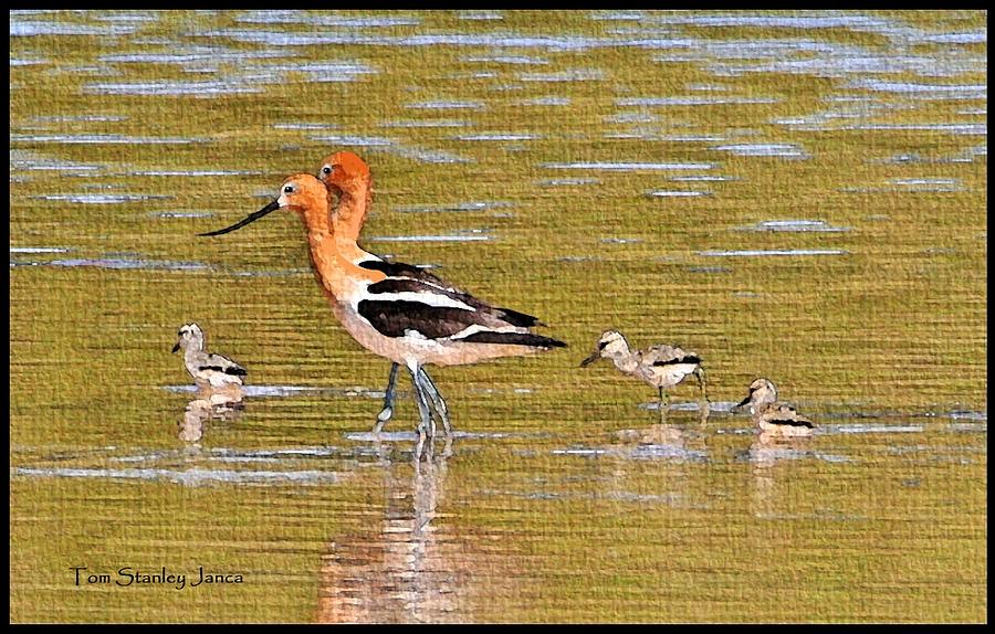American Avocets And Chicks Photograph by Tom Janca