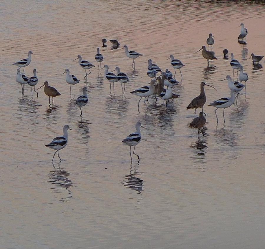 American Avocets at the Baylands Photograph by Anne Thurston