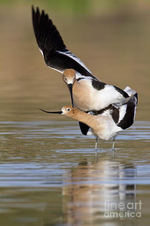 Nature Photograph - American Avocets by Bryan Keil