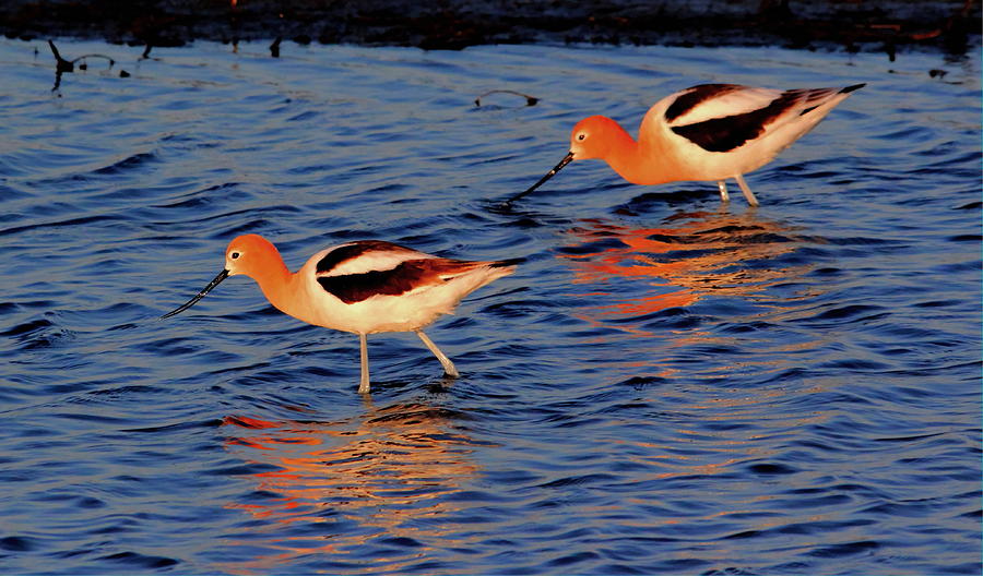 Bird Photograph - American Avocets   by Larry Trupp