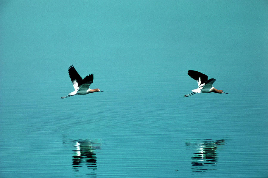 American Avocets (recurvirostra Americana) Flying Photograph by William Ervin/science Photo Library