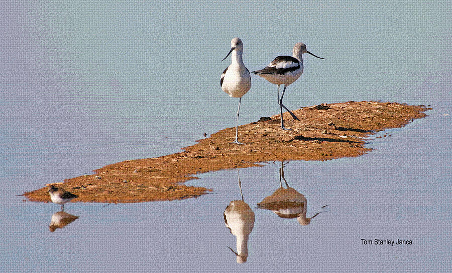 American Avocets Youngsters Photograph by Tom Janca