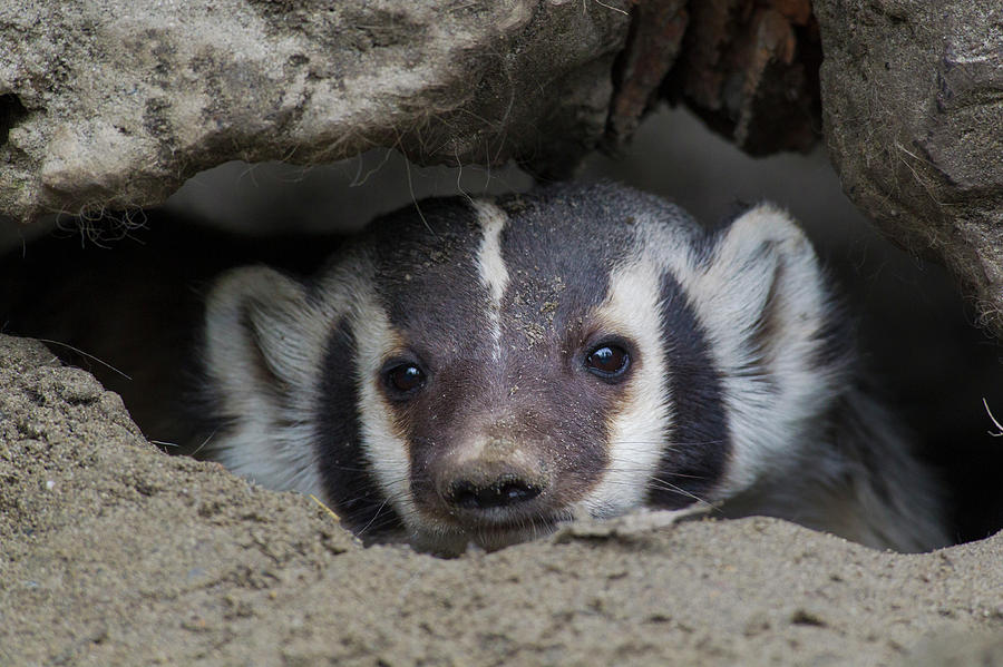 Wildlife Photograph - American Badger Peeking Out Of Den by Ken Archer