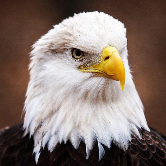 Bird Photograph - American Bald Eagle - #visitalton by Randall Allen