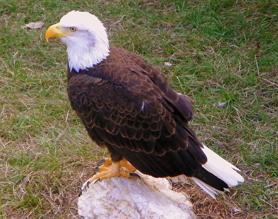 American Bald Eagle 1 Photograph by Sheri McLeroy