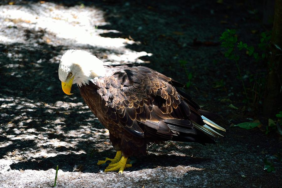 American Bald Eagle 2 Photograph by Richard Zentner