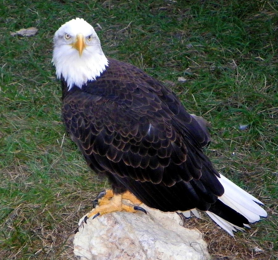 American Bald Eagle 2 Photograph by Sheri McLeroy