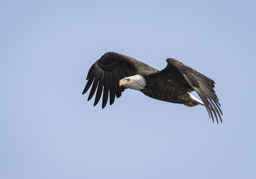 American Bald Eagle 2015-1 Photograph by Thomas Young
