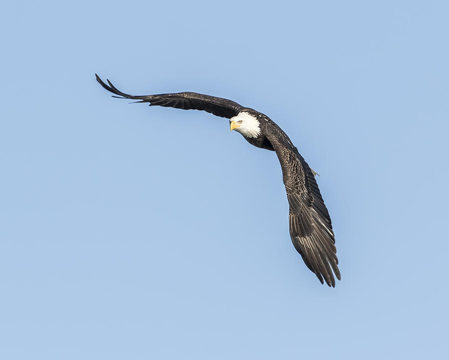 American Bald Eagle 2015-10 Photograph by Thomas Young
