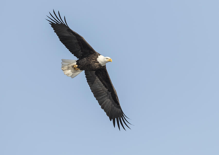American Bald Eagle 2015-11 Photograph by Thomas Young