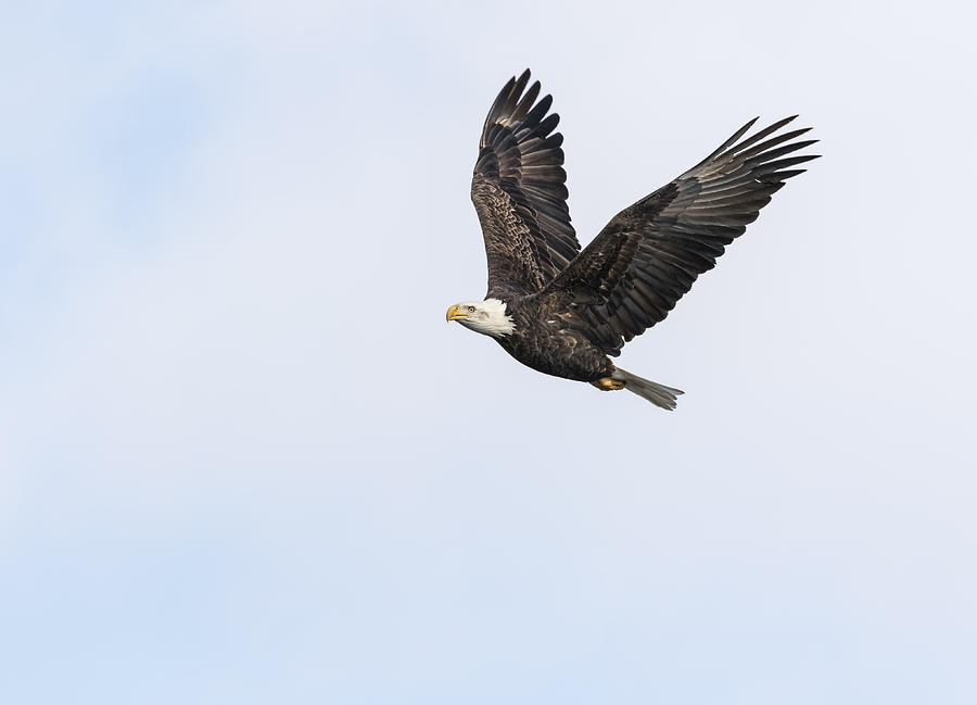 American Bald Eagle 2015-12 Photograph by Thomas Young