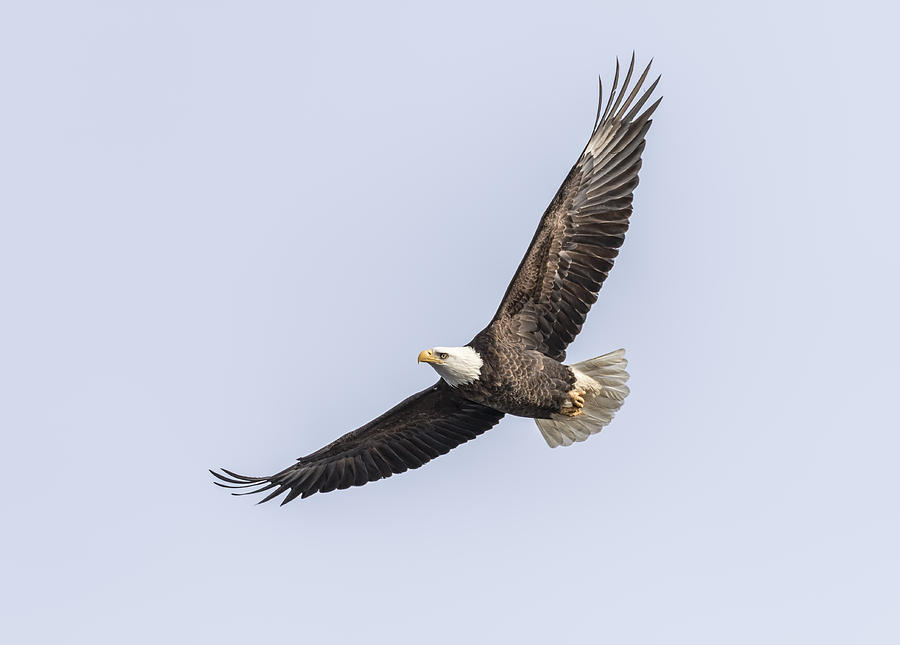 American Bald Eagle 2015-13 Photograph by Thomas Young