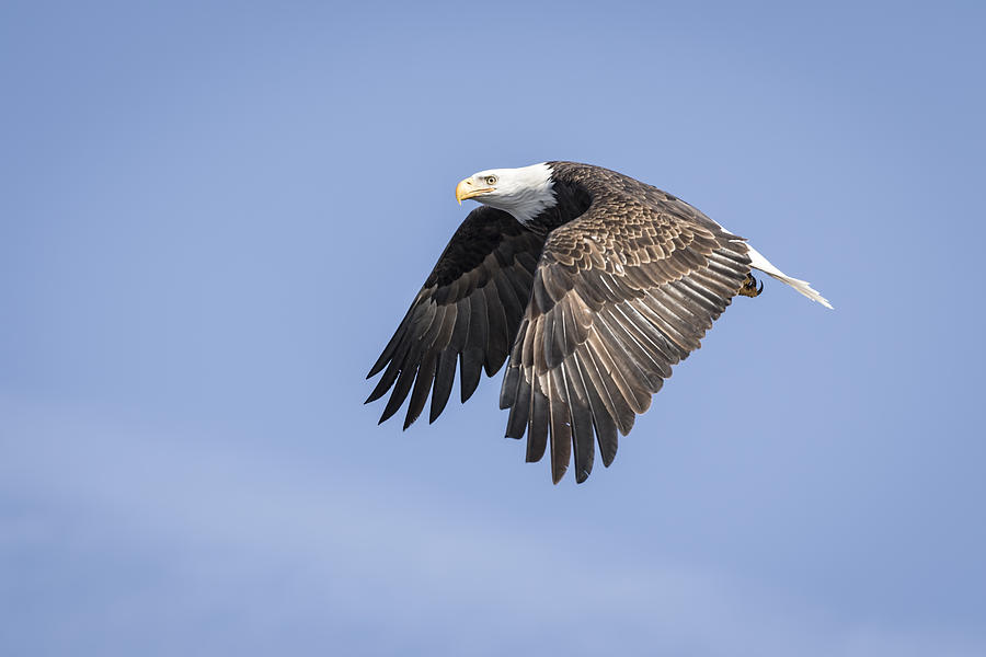 American Bald Eagle 2015-15 Photograph
