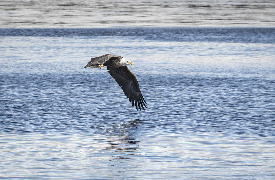 American Bald Eagle 2015-16 Photograph