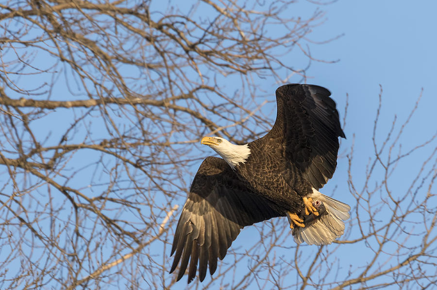 American Bald Eagle 2015-2 Photograph by Thomas Young
