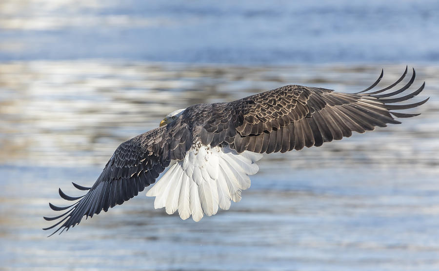 American Bald Eagle 2015-20 Photograph