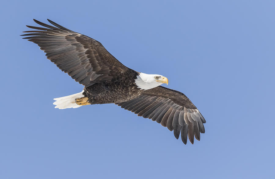 American Bald Eagle 2015-21 Photograph by Thomas Young