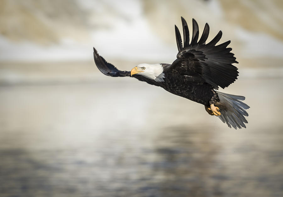 Eagle Photograph - American Bald Eagle 2015-22 by Thomas Young
