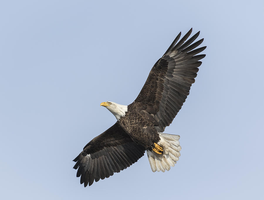 American Bald Eagle 2015-25 Photograph by Thomas Young