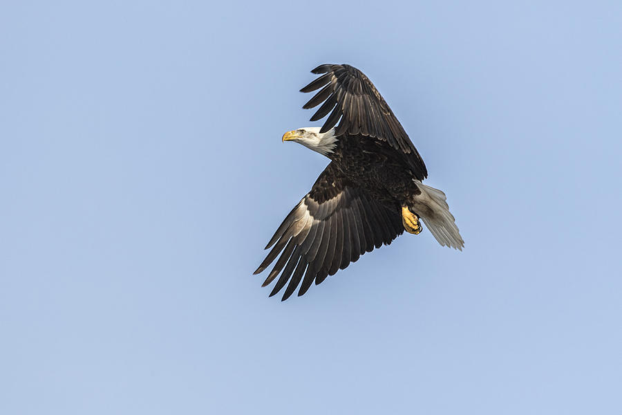 American Bald Eagle 2015-4 Photograph by Thomas Young