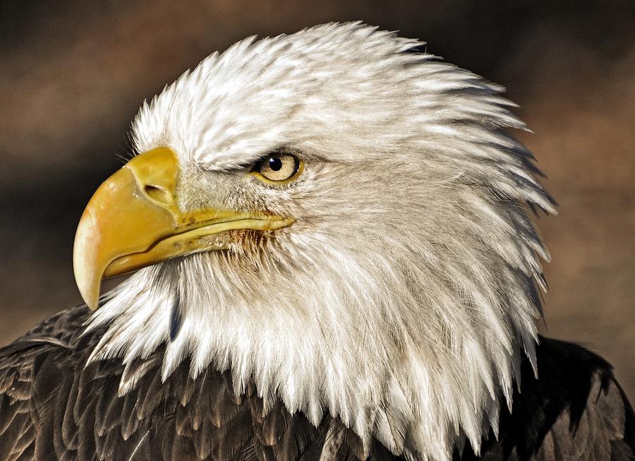 Eagle Photograph - American Bald Eagle 33 by Marty Koch