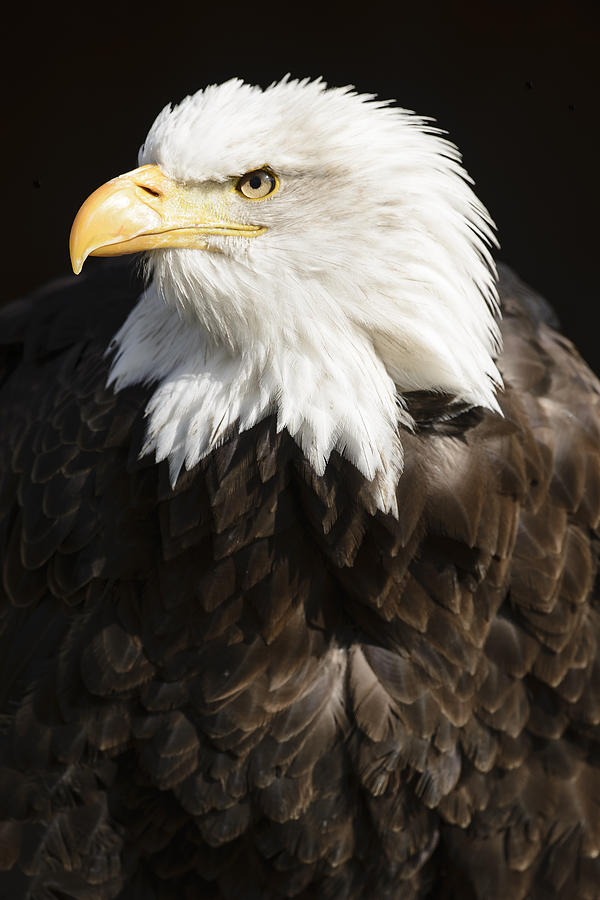 American Bald eagle Photograph by Andy-Kim Moeller