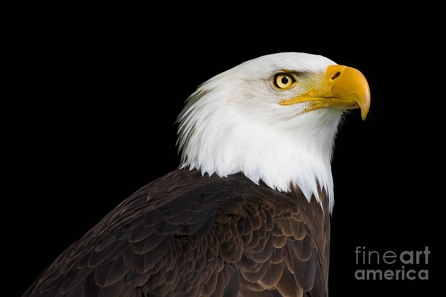 American Bald Eagle Photograph by Barbara McMahon