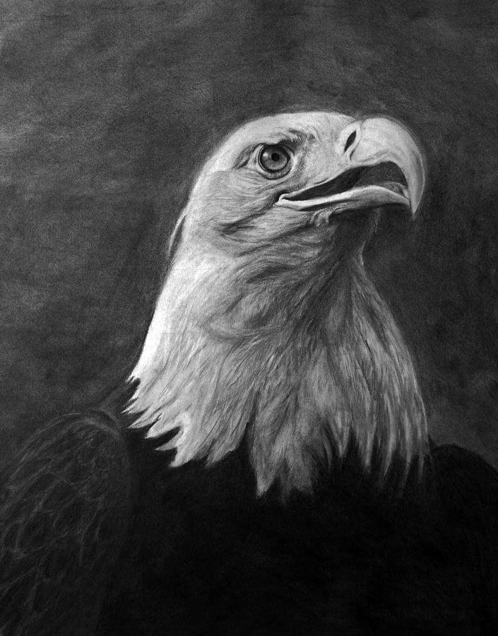 American Bald Eagle Drawing by Bev Newcomer - Fine Art America