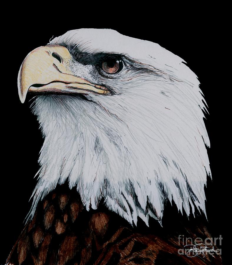 American Bald Eagle Drawing by Bill Richards