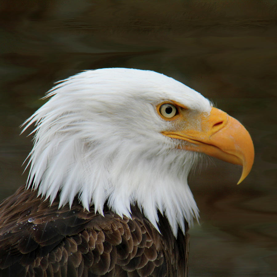 Eagle Photograph - American Bald Eagle by Bob and Jan Shriner