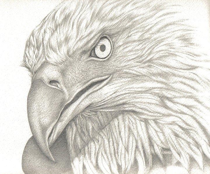 American Bald Eagle Drawing by Brian Wingender - Fine Art America