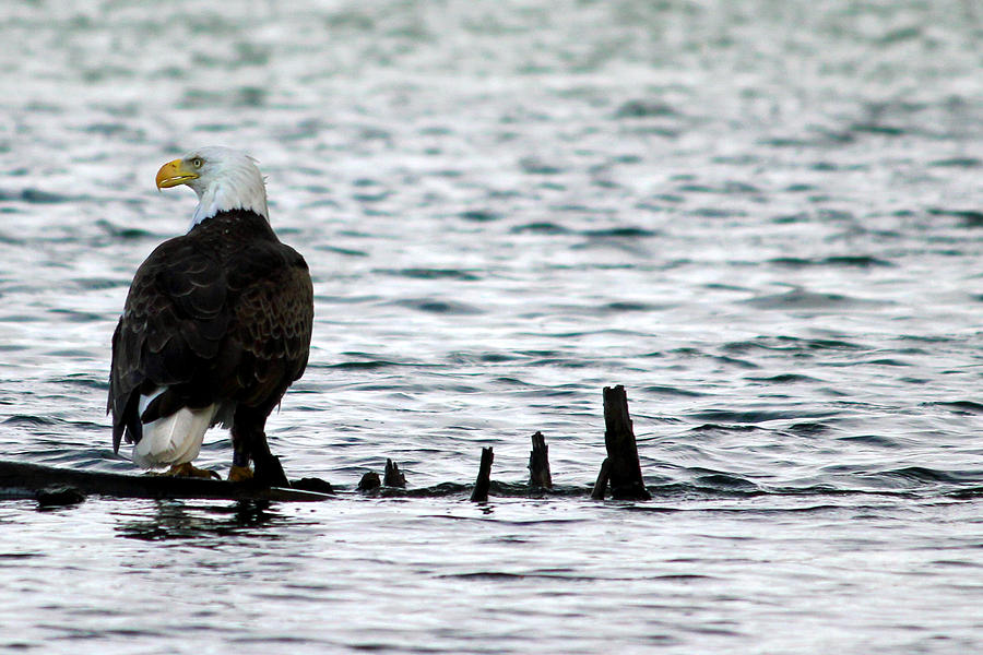 American Bald Eagle Photograph by Brook Burling