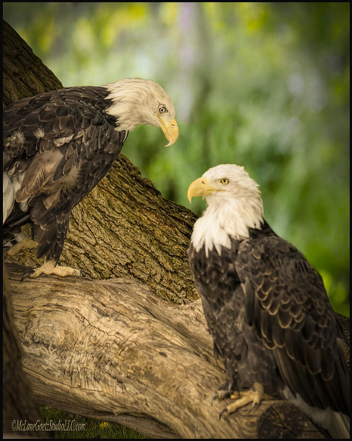 American Bald Eagle Chat Photograph