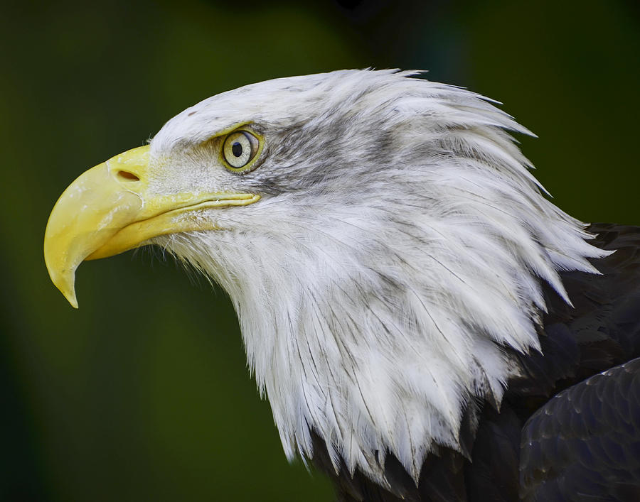 American Bald Eagle Photograph by Chris Malone - Fine Art America