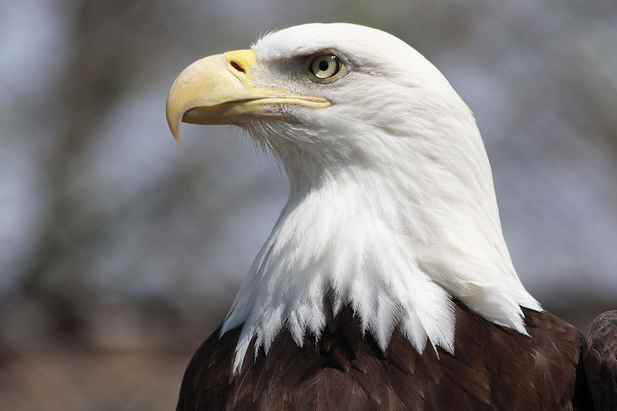 American bald eagle close up Photograph by Heidi Brandt - Fine Art America