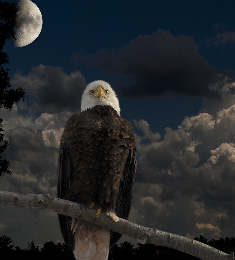 American Bald Eagle Composite Photograph by Thomas Young