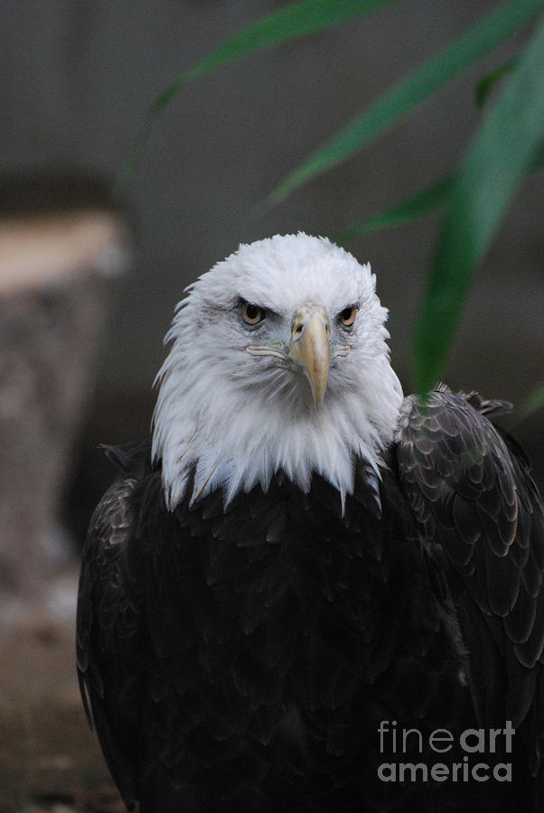 American Bald Eagle Photograph by DejaVu Designs