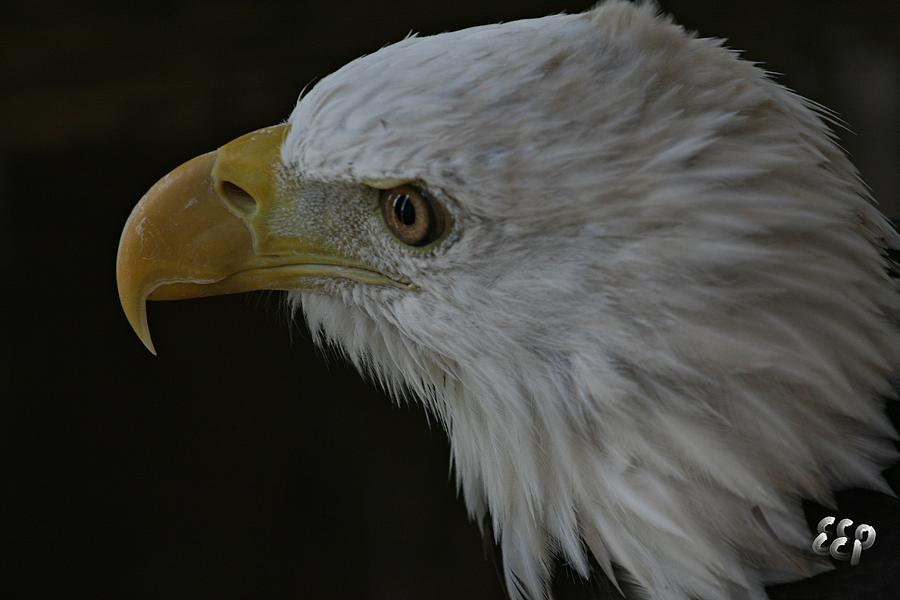 Close-Up of Bald Eagle Head