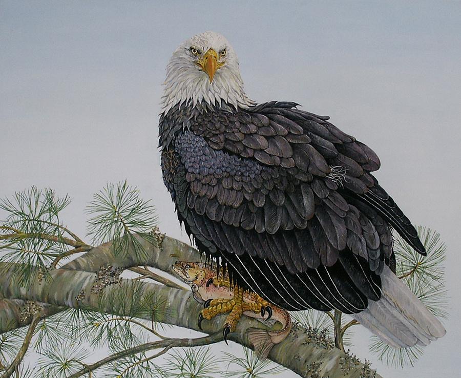 American Bald Eagle in Cape breton Painting by Burland Murphy - Pixels