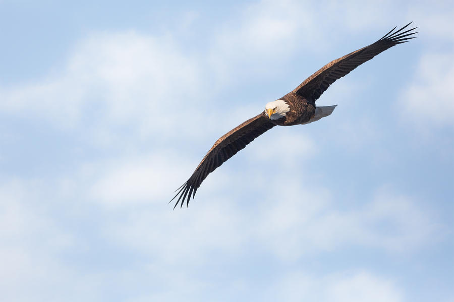 American Bald Eagle In Flight Photograph by Bill Wakeley