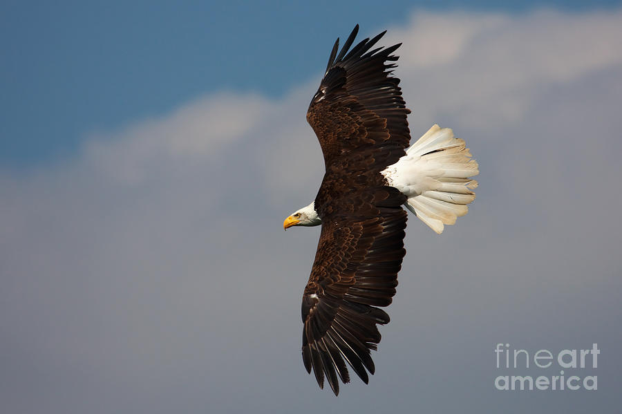 American Bald Eagle in flight Photograph by Nick  Biemans