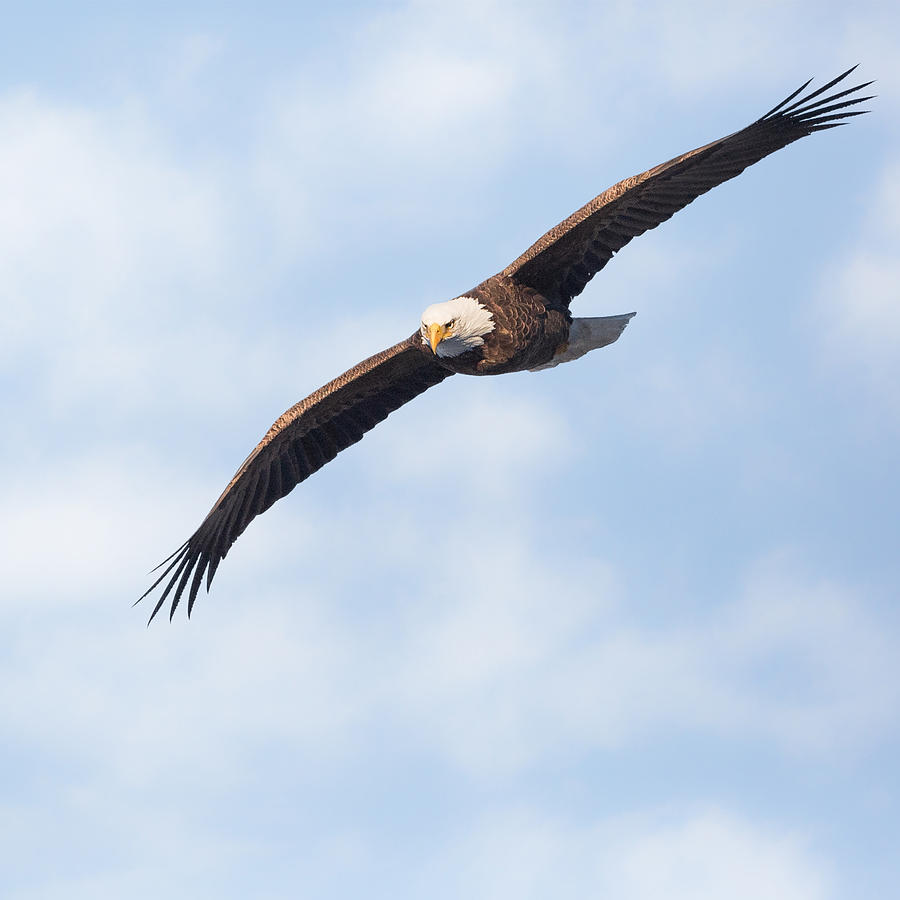 American Bald Eagle In Flight Square Photograph by Bill Wakeley