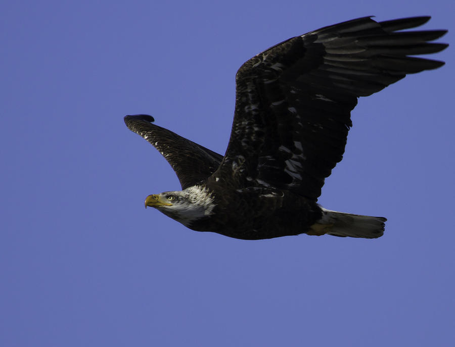 Eagle Photograph - American Bald Eagle In Flight by Thomas Young